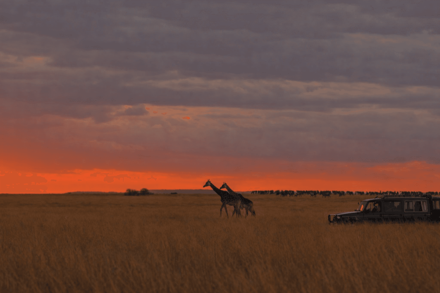 Great Migration Safari